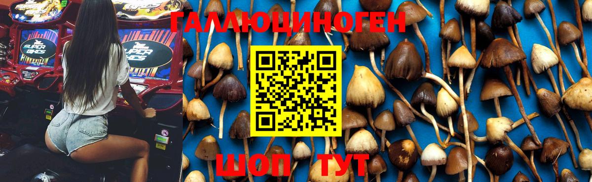 Галлюциногенные грибы Psilocybe Кропоткин